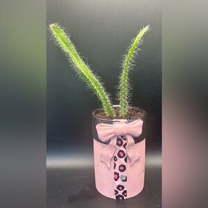 Pink Leopard Print Planter with Dragon Fruit Cacti